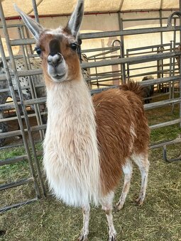 Prodám lamu krotkou - 2