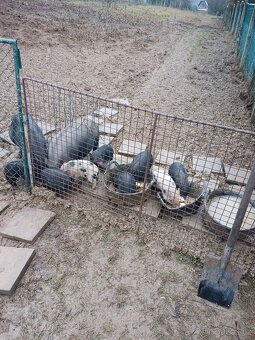 Selata vietnamského prasete - 2