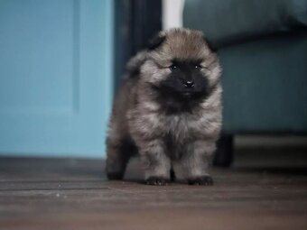 Německý špic vlčí / Keeshond s PP - 2