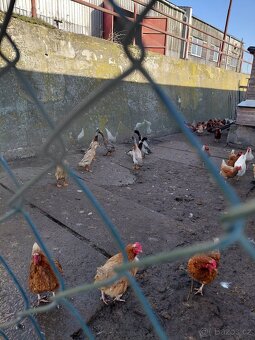 Kachny Běžce - kačery - 2