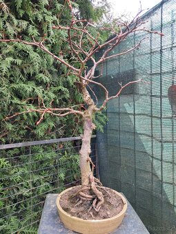Bonsai,bonsaj Lipa - 2