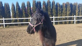 Fellský pony - 2