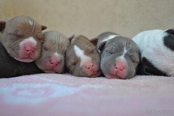 American bully - 2