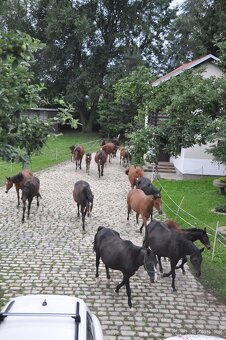 Zemědělský dělník, ošetřovatel koní, stájník - 2