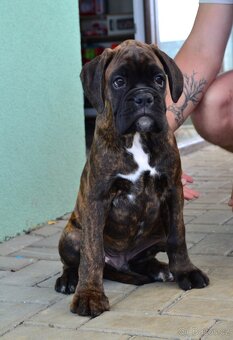 Německý boxer - 2
