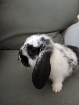 Zakrslý beránek králíček - 2