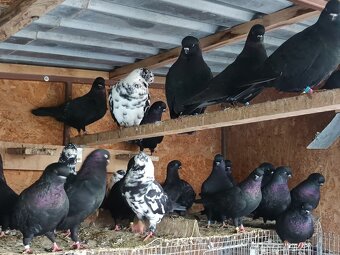 Výstavní tippler - 2