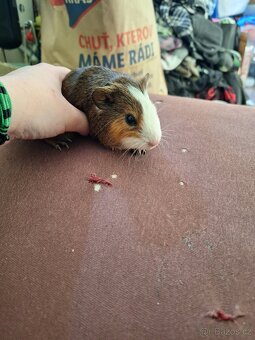 Mláďata morčat samci - 2