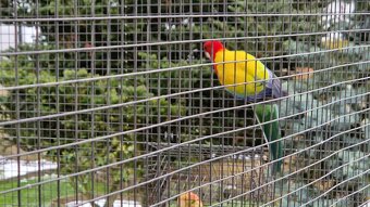 Rosela gold  gold - 2