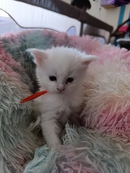 Mainská mývalí bez PP - 2