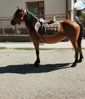 Predam jazdecku kobylu - 2