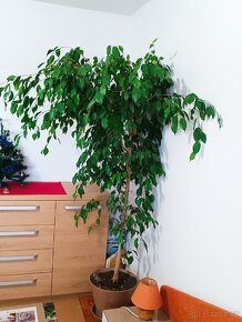Ficus benjamin - 2