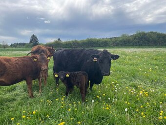 Prodám krávy jalovice telata plemenné býky Aberdeen Angus - 2