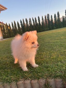 Pomeranian - 2