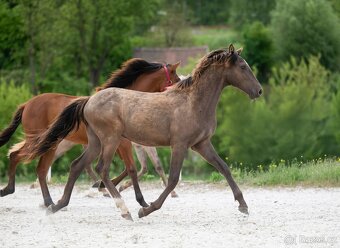 Lusitano valach (2024) – ideální parťák pro radost i sport - 2