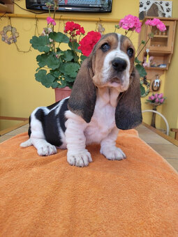 Baset, Basset hound, Basset - 2