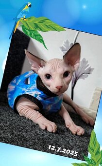 Kanadský sphynx koťátko již k odběru - negativní FeLV / FIV - 2