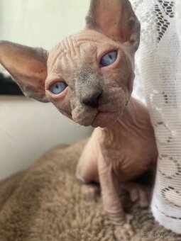 Sphynx - 2