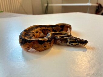 Krajta královská - Piebald - 2