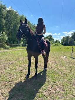 Malopolský valach, 3,5 roky starý - 2
