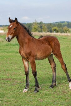 Hřebeček Welsh Cob s PP - 2