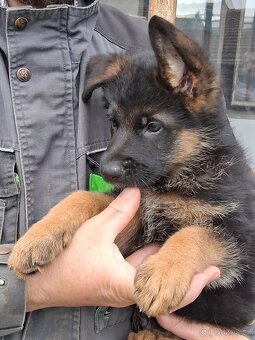 Německý ovčák - 2