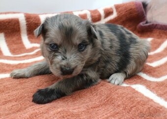 Pyrenejský ovčák s PP - štěňátka - 2