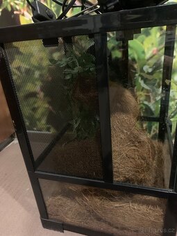 Terárium pro chameleona - 2