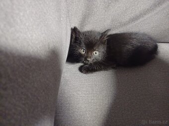 Černá koťátka - 2