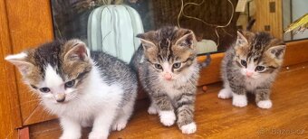 Daruji koťata - 2