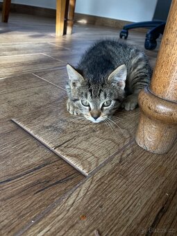 Daruji dva kocourky-koťata - 2