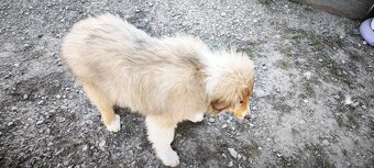 Kolie dlouhosrstá - 2