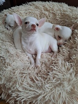 Krátkosrstá Čivava - 2