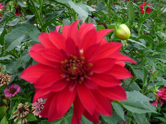 jiřiny červené - viz text a foto - 2