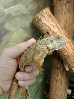 Červený leguán - 2