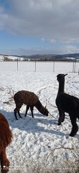 Lama alpaka - 2