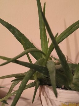 Pravá Aloe Vera - 2