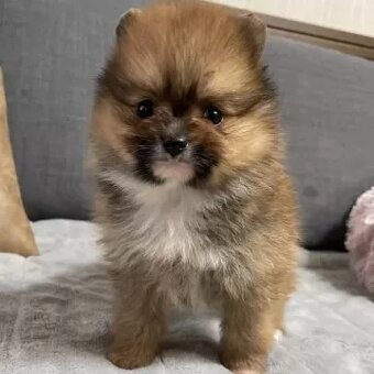 POMERANIAN Boo - 2