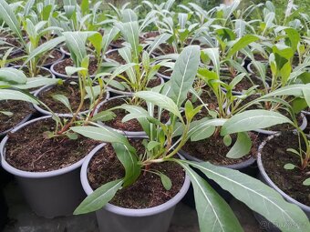 Gaura svickovec bila barva kvetu - 2