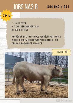 Plemenný býk charolais a masný simental - 2