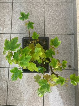 Bonsai, Bonsaj, jamadori, javor mléč - 2