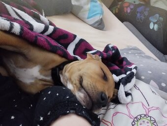 Americký pitbullteriér štěně - 2