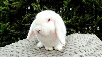 Zakrslý beránek, králíček, králík - WILLIAM - 2