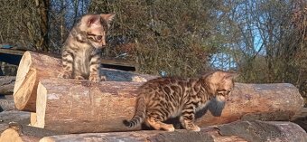 Kočka bengálská - 2