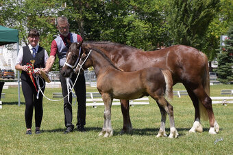 Welsh pony of cob type - 2