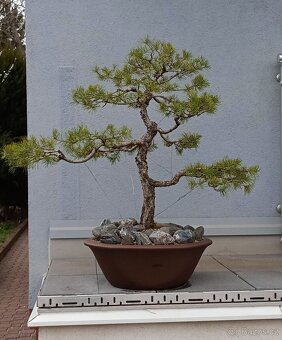 Borovice lesní (Pinus sylvestris) bonsai - 2