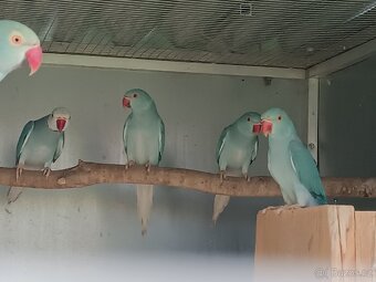 Prodám letošní - 2