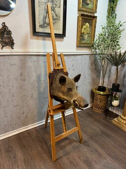 Lovecká trofej - Divoké prase (141047) - 2