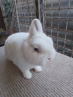 Hermelín modrooký - 2