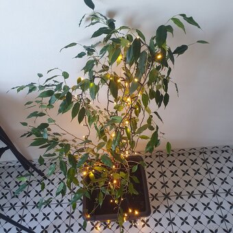 Fíkus Benjamin 120 cm - 2